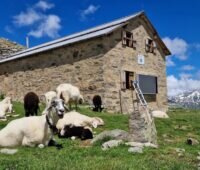 Alpenhütte mit weidenden Schafen im Vordergrund.