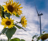 Sonnenblumen mit Windkraft-Anlage