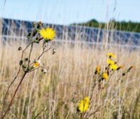 Gelbe Blumen in einer trockenen Wieldwiese vor Photovoltaikanlage