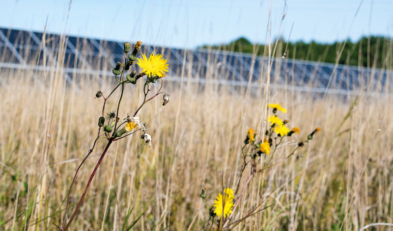 Gelbe Blumen in einer trockenen Wieldwiese vor Photovoltaikanlage