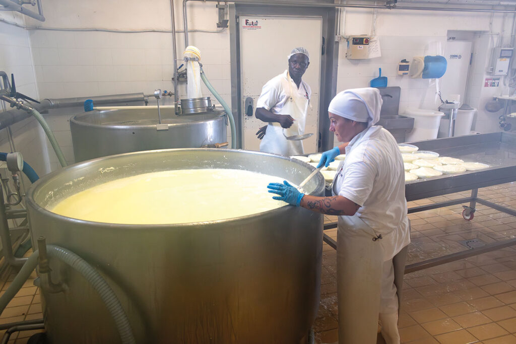 Produktionsraum in der 2 Mitarbeiter Ricotta-Käse aus großen Molke-Kesseln abschöpfen.