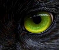 Symbolbild für Schwarz-grün: Grünes Auge in schwarzem Fell