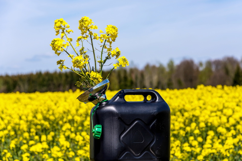 Kanister mit Rapsblüten vor Rapsfeld - Symbol für Biodiesel, Biokraftstoffe, Bioenergie