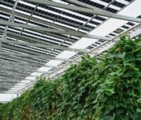 Eine hochaufgeständerte Solaranlage über Gemüsepflanzen, eine Simulationsstudie der Hochschule Hof vergleicht Agri-PV-Konzepte.