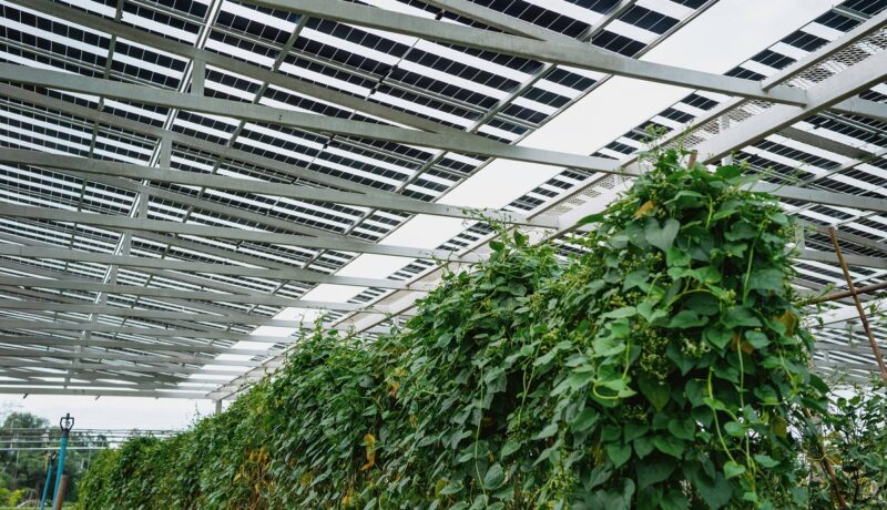 Eine hochaufgeständerte Solaranlage über Gemüsepflanzen, eine Simulationsstudie der Hochschule Hof vergleicht Agri-PV-Konzepte.