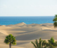 im Vordergrund Palmen und Sanddünen. Im Hintergrund das Meer.