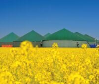 Im Vordergrund Raps, im Hingtergrund eine Biogas-Anlage.