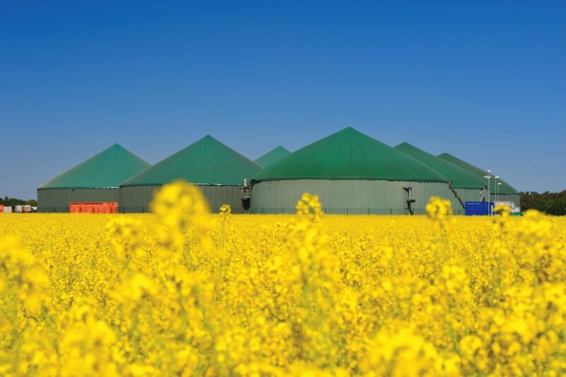 Im Vordergrund Raps, im Hingtergrund eine Biogas-Anlage.