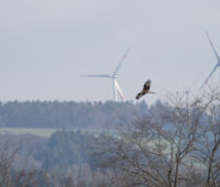 Rotmilan vor Windrad. Windenergie, Vogelschutz, Naturschutz