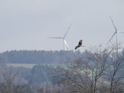Rotmilan vor Windrad. Windenergie, Vogelschutz, Naturschutz