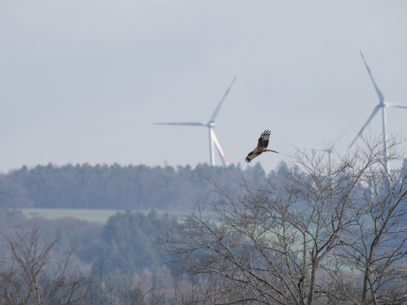Rotmilan vor Windrad. Windenergie, Vogelschutz, Naturschutz