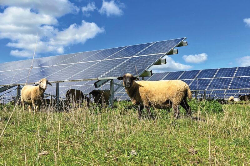 Schafe auf einer Wiese vor oder unter Solarmodulen.