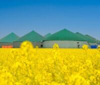 Mehrere Biogasfermenter hinter einem Rapsfeld.