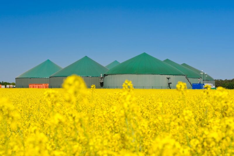 Mehrere Biogasfermenter hinter einem Rapsfeld.