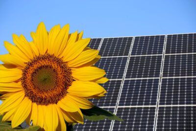 Sonneblume vor PV-Modul