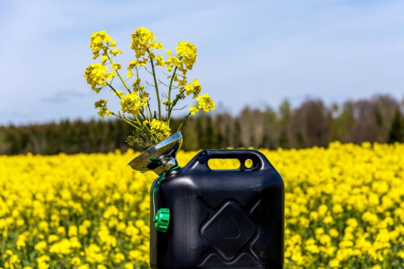 Kanister mit Rapsblüten vor Rapsfeld - Symbol für Biodiesel, Biokraftstoffe, Bioenergie