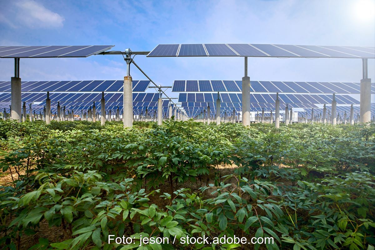 Agri-PV-Anlage mit Kräutern vor aufgeständerten Solarmodulen