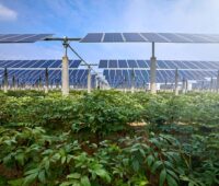 Agri-PV-Anlage mit Kräutern vor aufgeständerten Solarmodulen