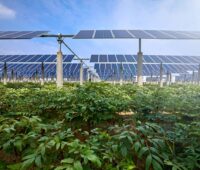 Agri-PV-Anlage mit Kräutern vor aufgeständerten Solarmodulen