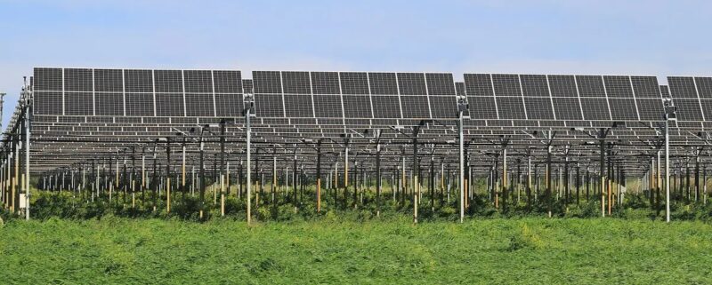 Eine nachgeführte Agri-PV-Anlage, Diveo hat drei Agri-Photovoltaik-Co-Location-Projekte verkauft.