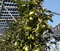 Äpfel unter Photovoltaik-Dach: Agri-PV Pilotprojekt in Haidegg in der Steiermark