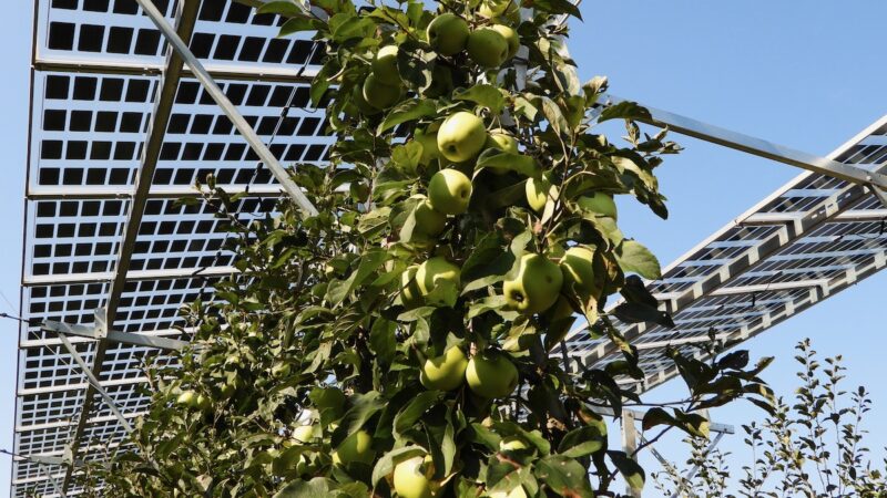 Äpfel unter Photovoltaik-Dach: Agri-PV Pilotprojekt in Haidegg in der Steiermark