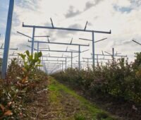 Gestelle einer Agri-PV-Anlage über Reihen von Heidelbeersträuchern.