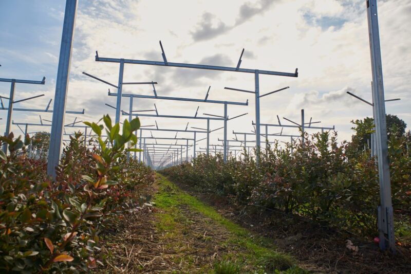Gestelle einer Agri-PV-Anlage über Reihen von Heidelbeersträuchern.
