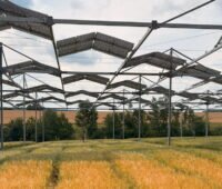Agri-PV-Anlage mit aufgeständerten Solarmodulen über einem Getreidefeld. Zwischen den Modulreihen fällt Sonnenlicht auf die Pflanzen.