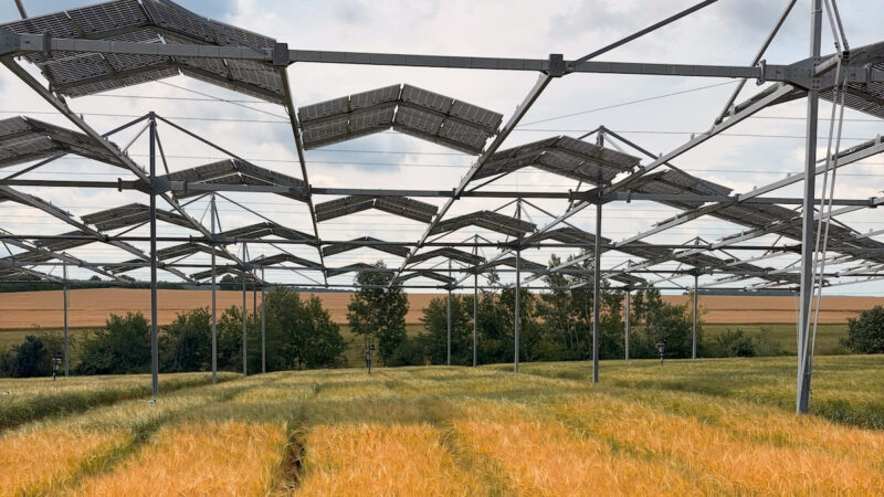 Agri-PV-Anlage mit aufgeständerten Solarmodulen über einem Getreidefeld. Zwischen den Modulreihen fällt Sonnenlicht auf die Pflanzen.