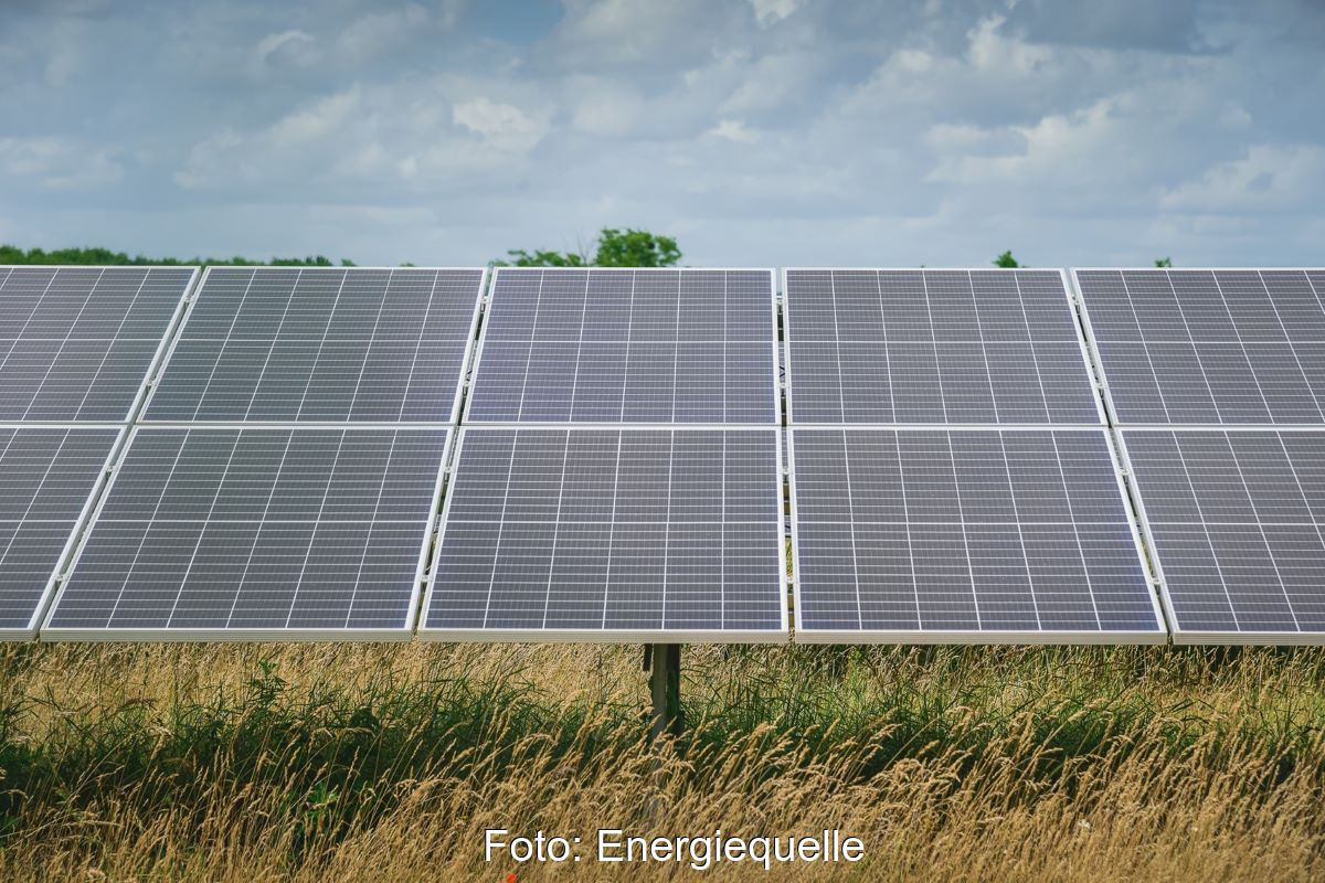 Photovoltaikmodule über einer landwirtschaftlich nutzbaren Fläche aus Gräsern.