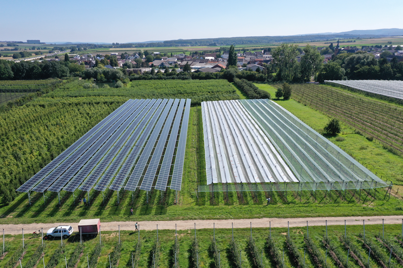 Luftaufnahme von Agri-PV-Anlage über Obstbau-Feld in grüner Landschaft vor blauem Himmel