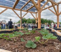Das Foto zeigt aus Höhe der Erdbeerpflanzen auf Erde, in einem größeren Beet, unter Holzständerwerk mit darauf montierten PV-Modulen, im Hintergrund Menschen bei grau bewölktem Himmel.