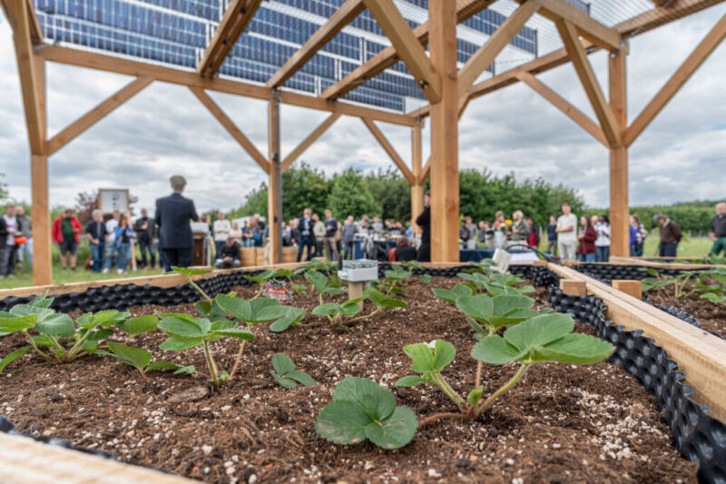 Das Foto zeigt aus Höhe der Erdbeerpflanzen auf Erde, in einem größeren Beet, unter Holzständerwerk mit darauf montierten PV-Modulen, im Hintergrund Menschen bei grau bewölktem Himmel.