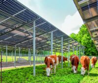 Im Bild Kühe unter PV-Modulen, Cube Green Energy übernimmt die Mehrheit vom Agri-PV-Entwickler Sunfarming.