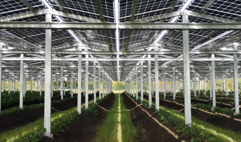 AgriPV Solares Riesengewächshaus lässt Beeren wachsen Solarserver