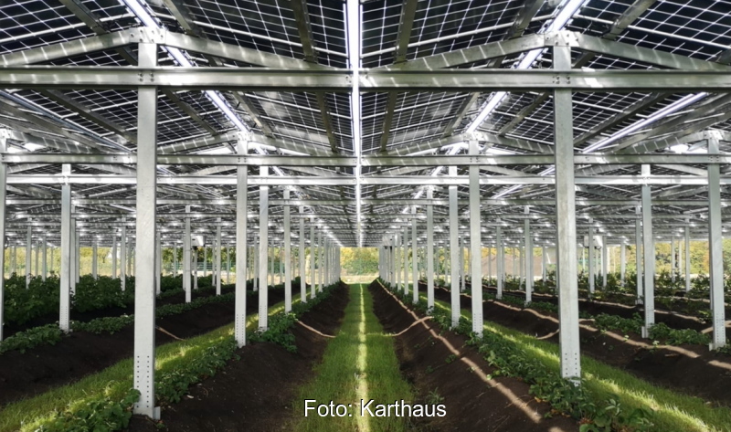 Agri PV Solares Riesengew chshaus L sst Beeren Wachsen Solarserver