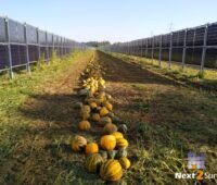 Reihe von Kürbissen zwischen vertikalen Agri-PV-Modulen.