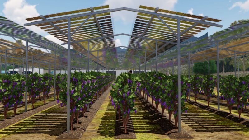 Die Animation zeigt Weinreben unter einer Agri-PV-Installation.