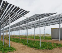 AgriPV: Solarpark mit landwirtschaftlicher Nutzung