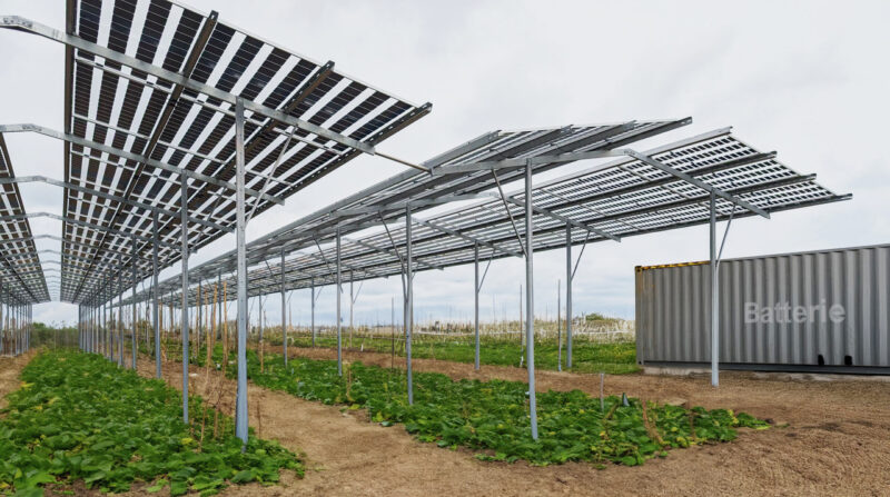 AgriPV: Solarpark mit landwirtschaftlicher Nutzung