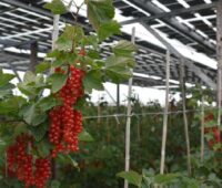 Johannisbeeren im Gewächshaus unter einem PV-Dach