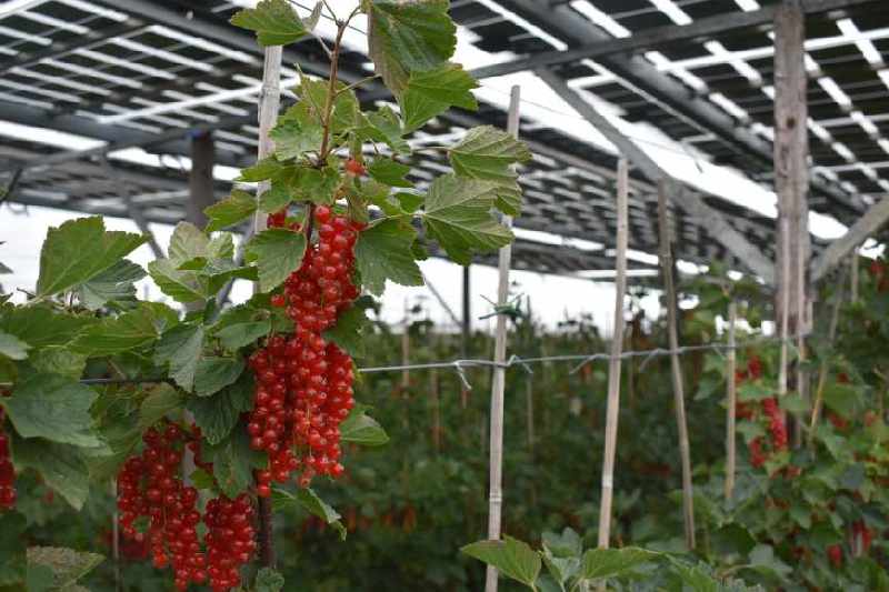 Johannisbeeren im Gewächshaus unter einem PV-Dach