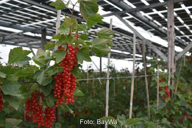 Johannisbeeren im Gewächshaus unter einem PV-Dach