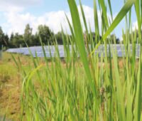 Gelbe Spinne vor Solarpark