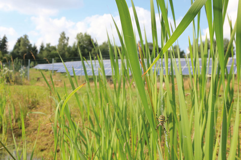 Gelbe Spinne vor Solarpark