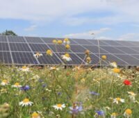 Im Hintergrund PV-Module, vorne eine bunte Blumenwiese mit Kamille und Klatschmohn - Artenvielfalt in Solarparks.