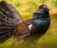 Auerhuhn im Bayrischen Wald - Ausschlusskriterium fuer Windenergie