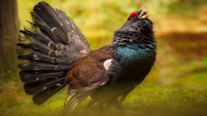 Auerhuhn im Bayrischen Wald - Ausschlusskriterium fuer Windenergie