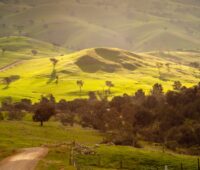 Das Bild zeigt Weideland in New South Wales, Australien